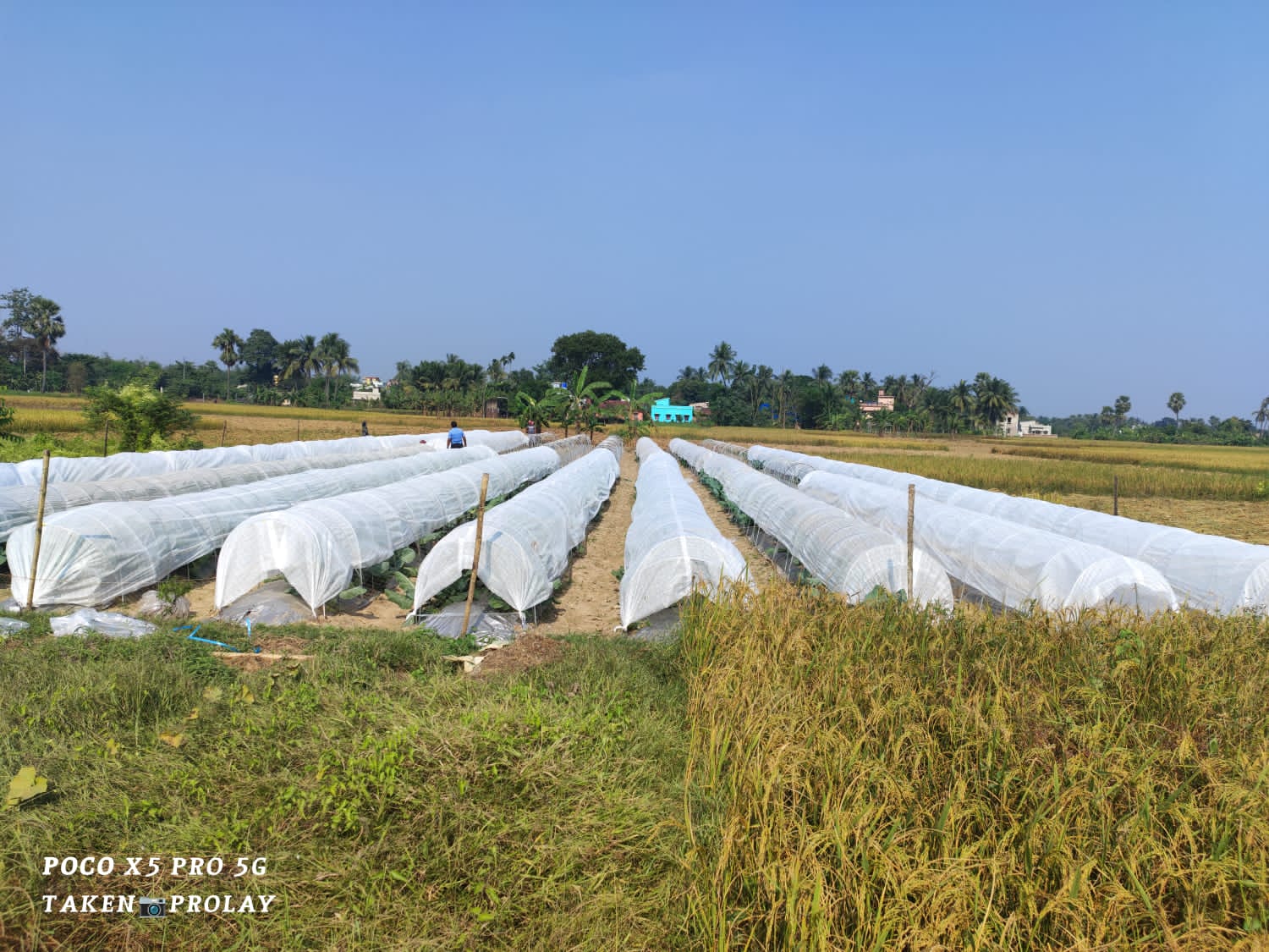 Polytunnel Vegetable Cultivation